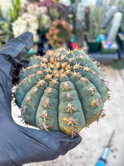 Gymnocalycium spegazzinii v.unguispinum (#1) | Imported Cactus