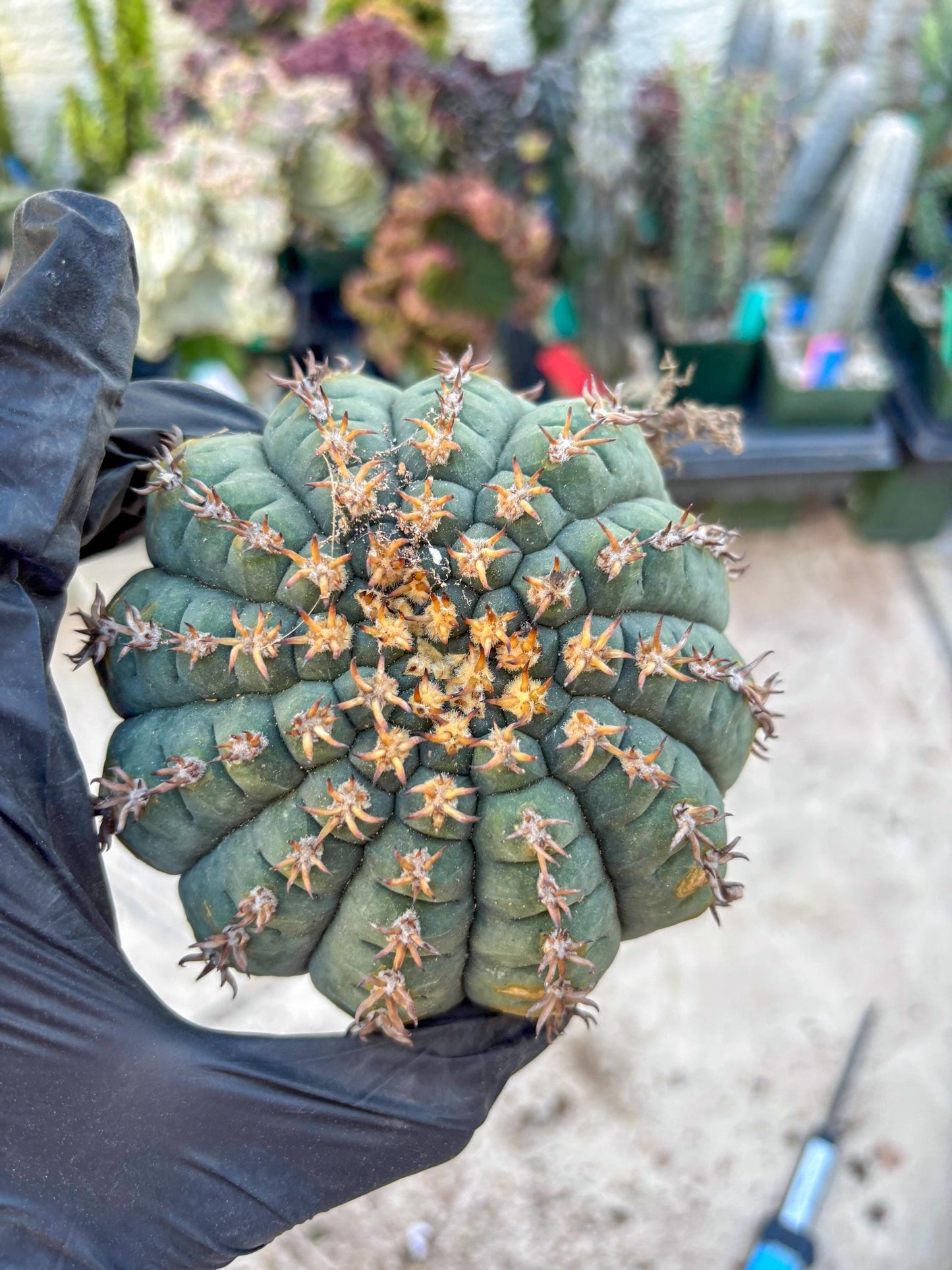 Gymnocalycium spegazzinii v.unguispinum (#1) | Imported Cactus