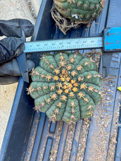 Gymnocalycium spegazzinii v.unguispinum (#1) | Imported Cactus