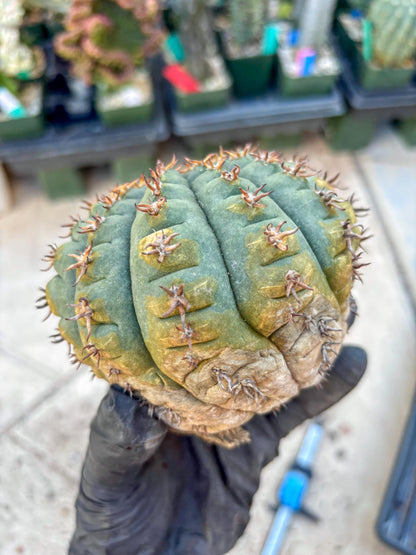 Gymnocalycium spegazzinii v.unguispinum (#1) | Imported Cactus