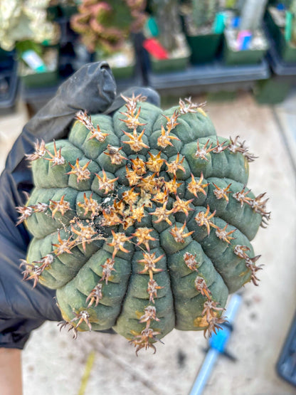Gymnocalycium spegazzinii v.unguispinum (#1) | Imported Cactus