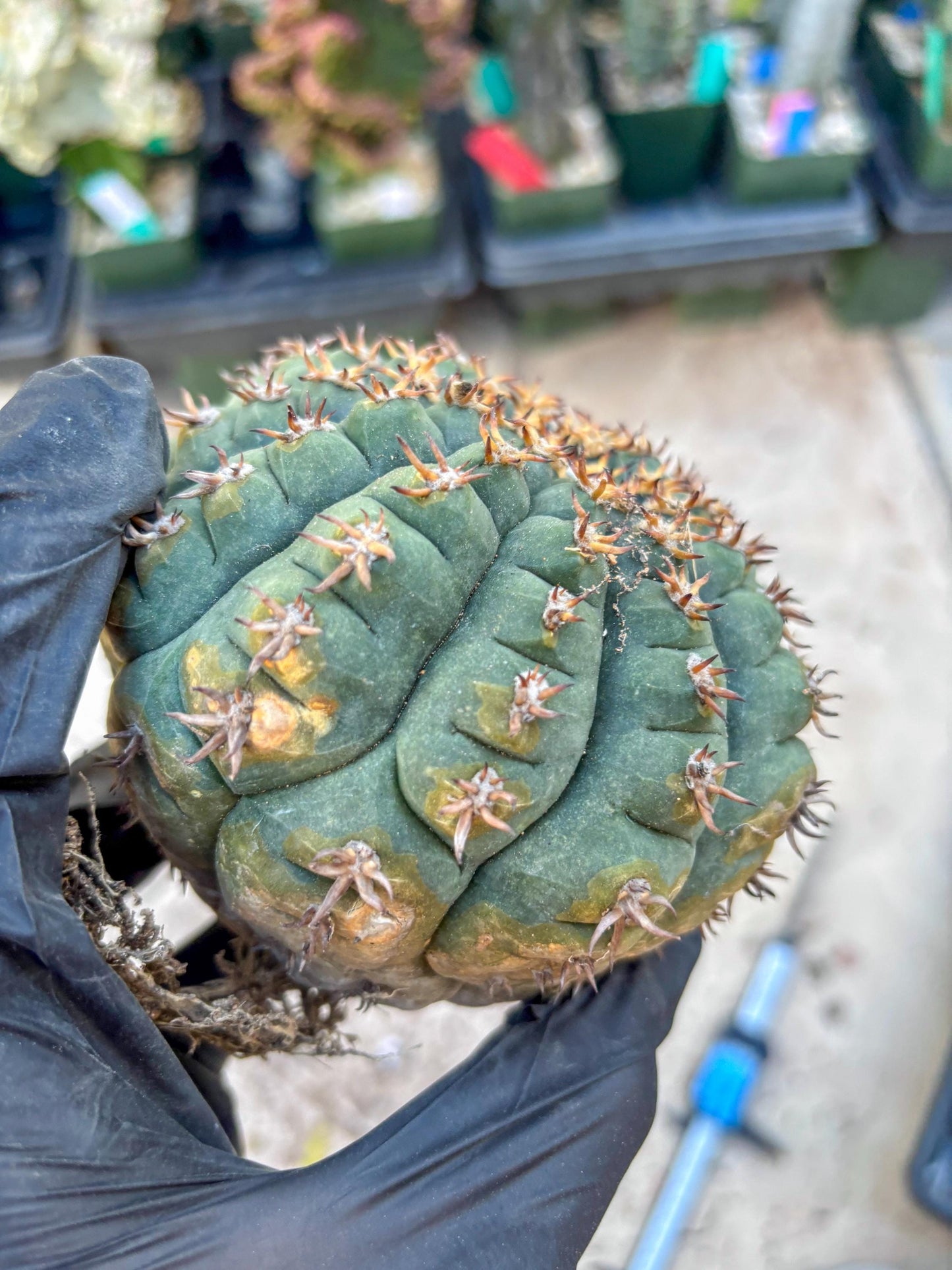 Gymnocalycium spegazzinii v.unguispinum (#1) | Imported Cactus