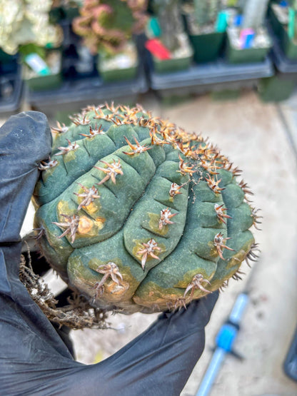 Gymnocalycium spegazzinii v.unguispinum (#1) | Imported Cactus
