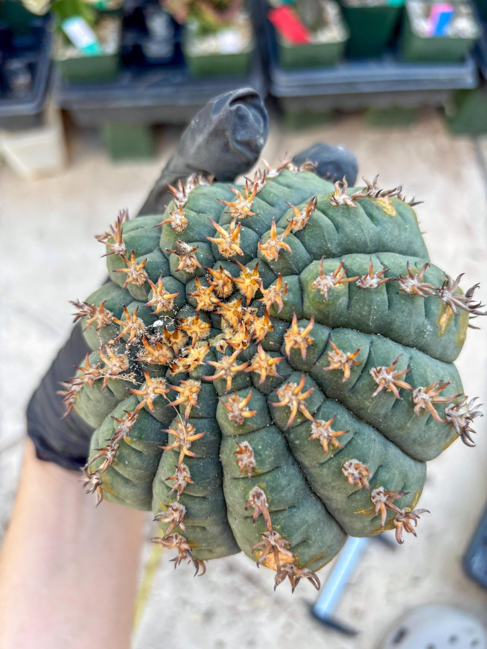 Gymnocalycium spegazzinii v.unguispinum (#1) | Imported Cactus