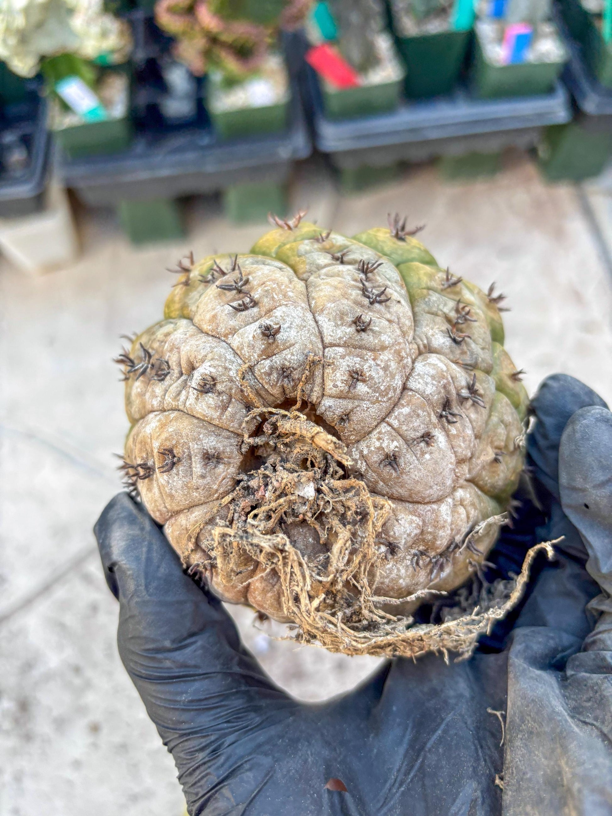 Gymnocalycium spegazzinii v.unguispinum (#1) | Imported Cactus