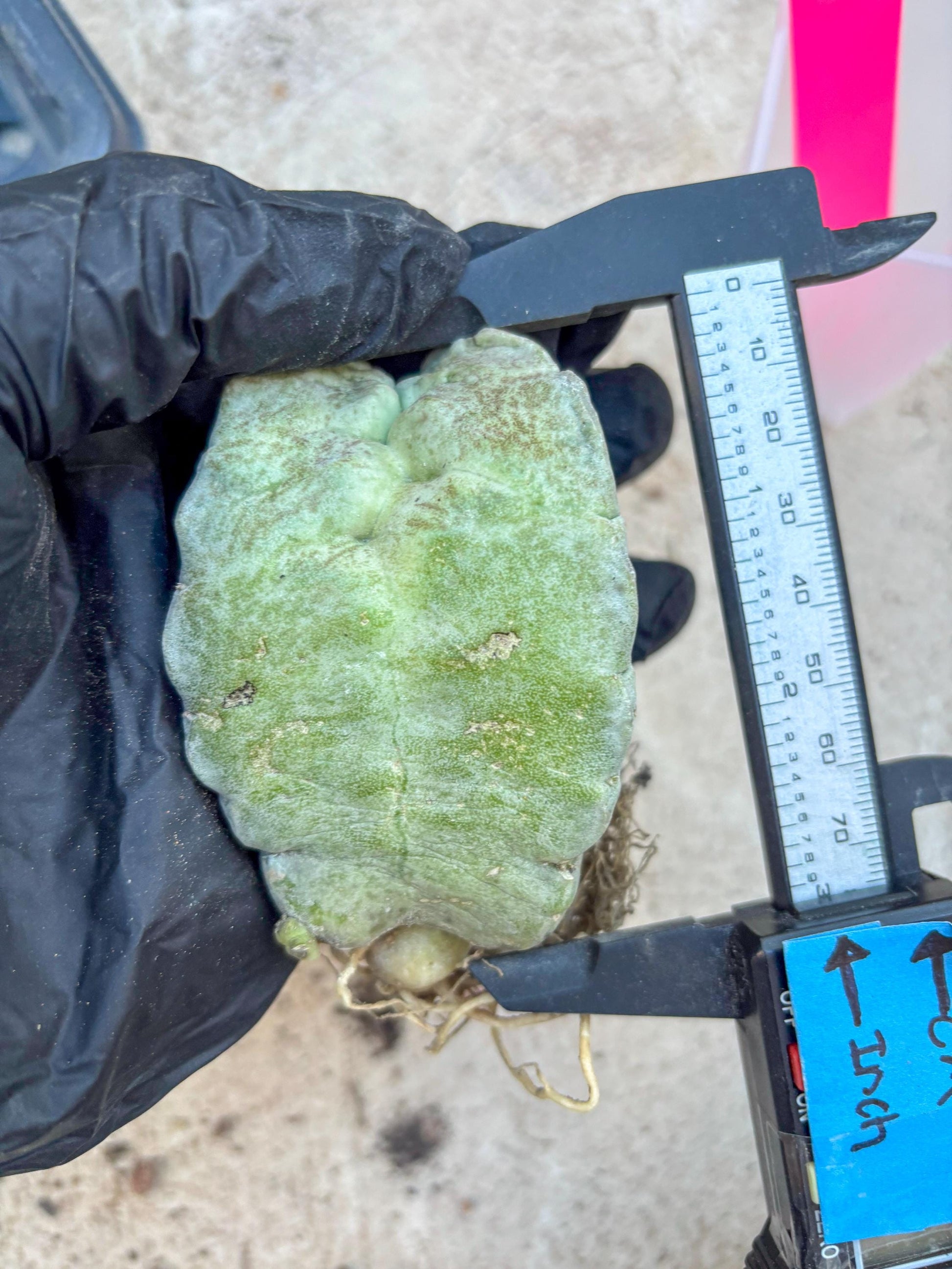 Whitesloanea crassa, Pseudolithos cubiformis (#1) | Only For Advance Grower!!!