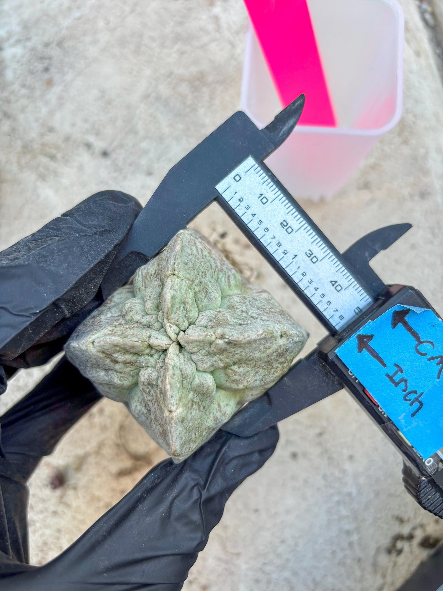 Whitesloanea crassa, Pseudolithos cubiformis (#1) | Only For Advance Grower!!!