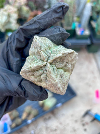 Whitesloanea crassa, Pseudolithos cubiformis (#1) | Only For Advance Grower!!!