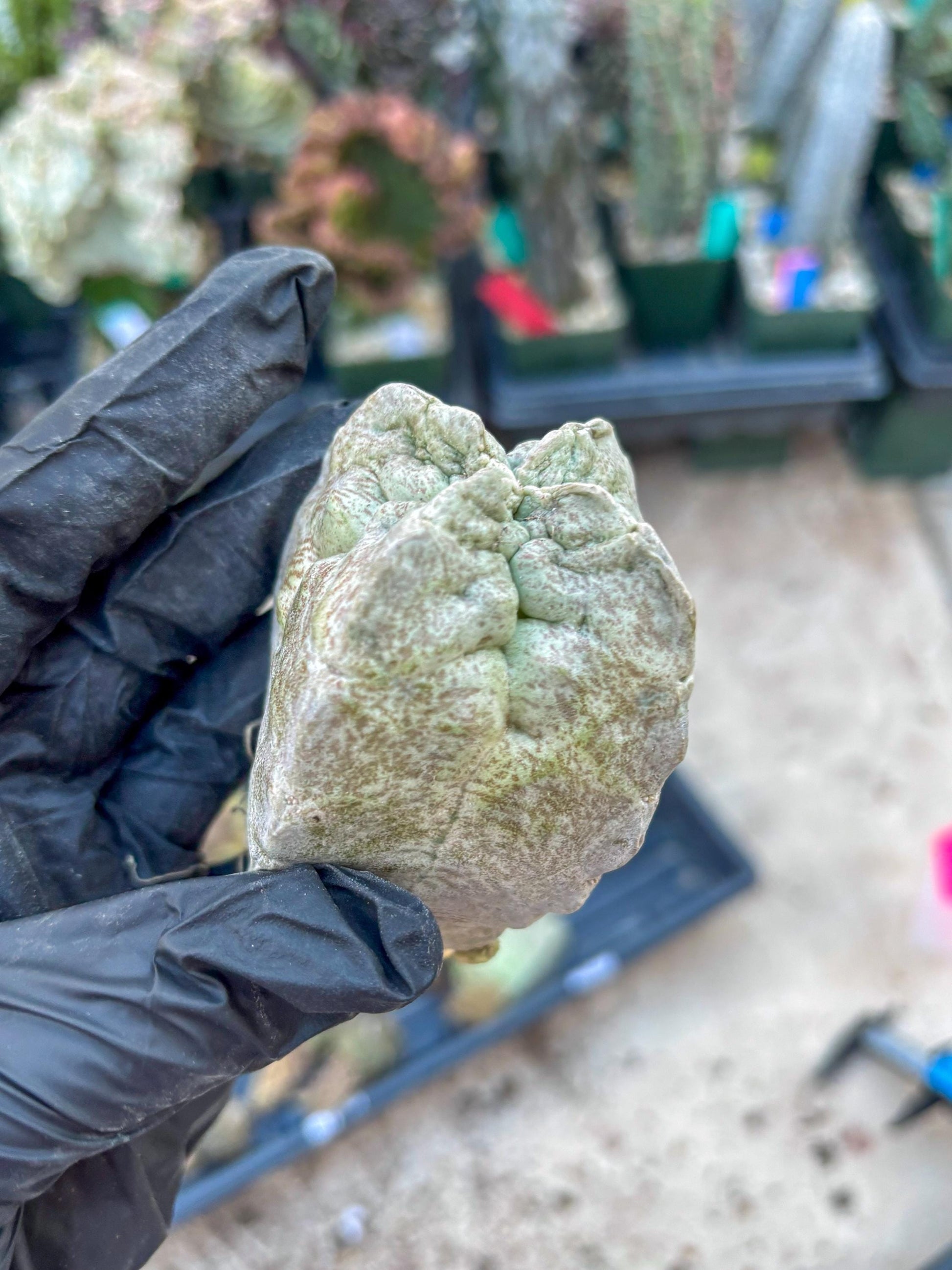 Whitesloanea crassa, Pseudolithos cubiformis (#1) | Only For Advance Grower!!!