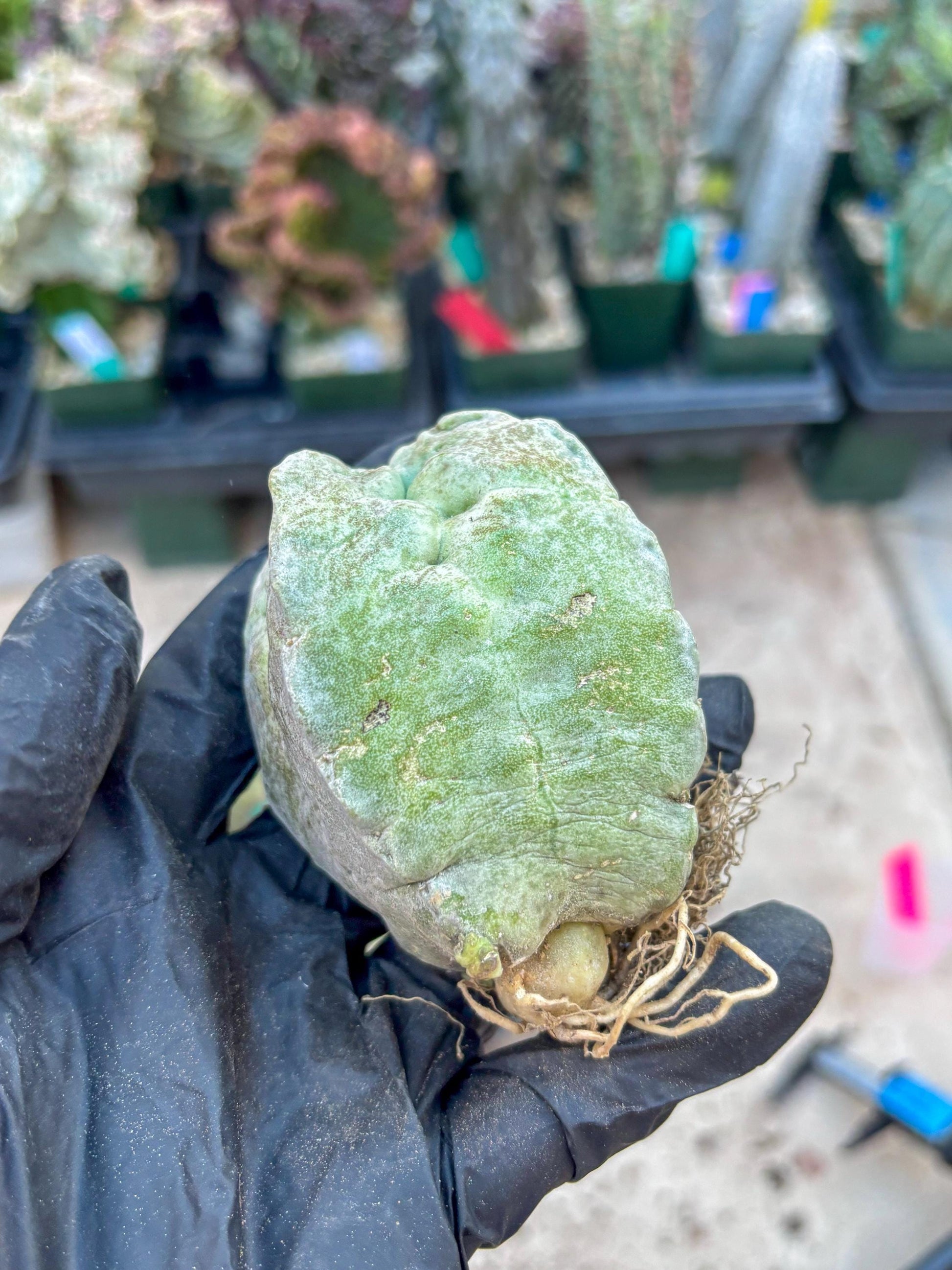Whitesloanea crassa, Pseudolithos cubiformis (#1) | Only For Advance Grower!!!