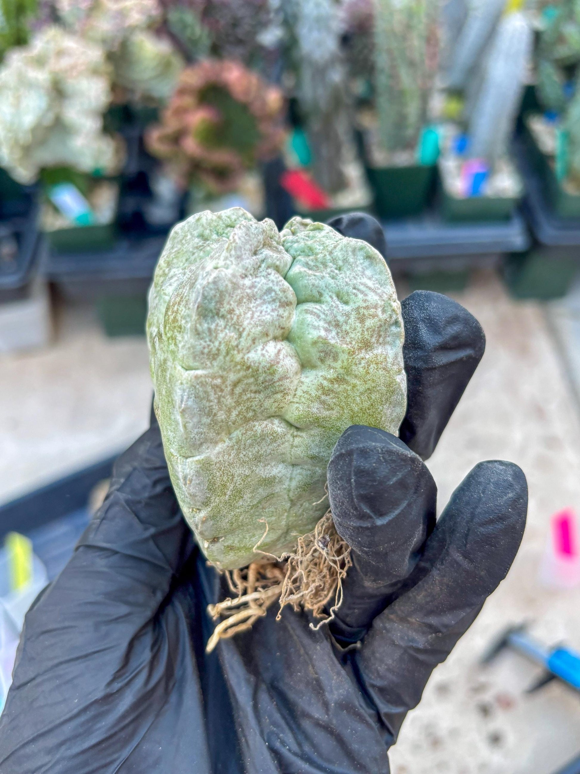 Whitesloanea crassa, Pseudolithos cubiformis (#1) | Only For Advance Grower!!!