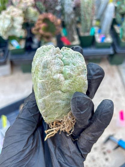 Whitesloanea crassa, Pseudolithos cubiformis (#1) | Only For Advance Grower!!!