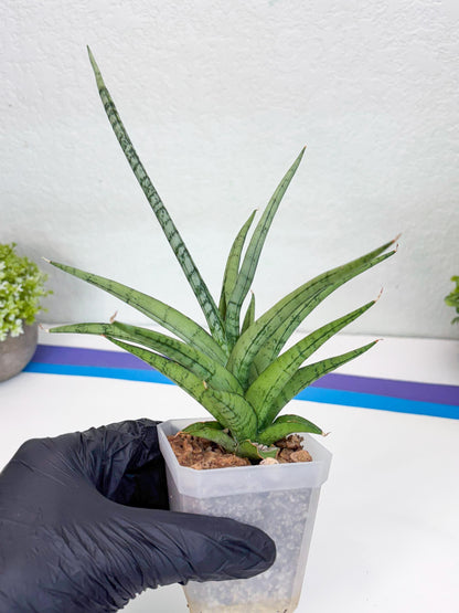 Sansevieria Cinta (#H36) | Imported Hybrids
