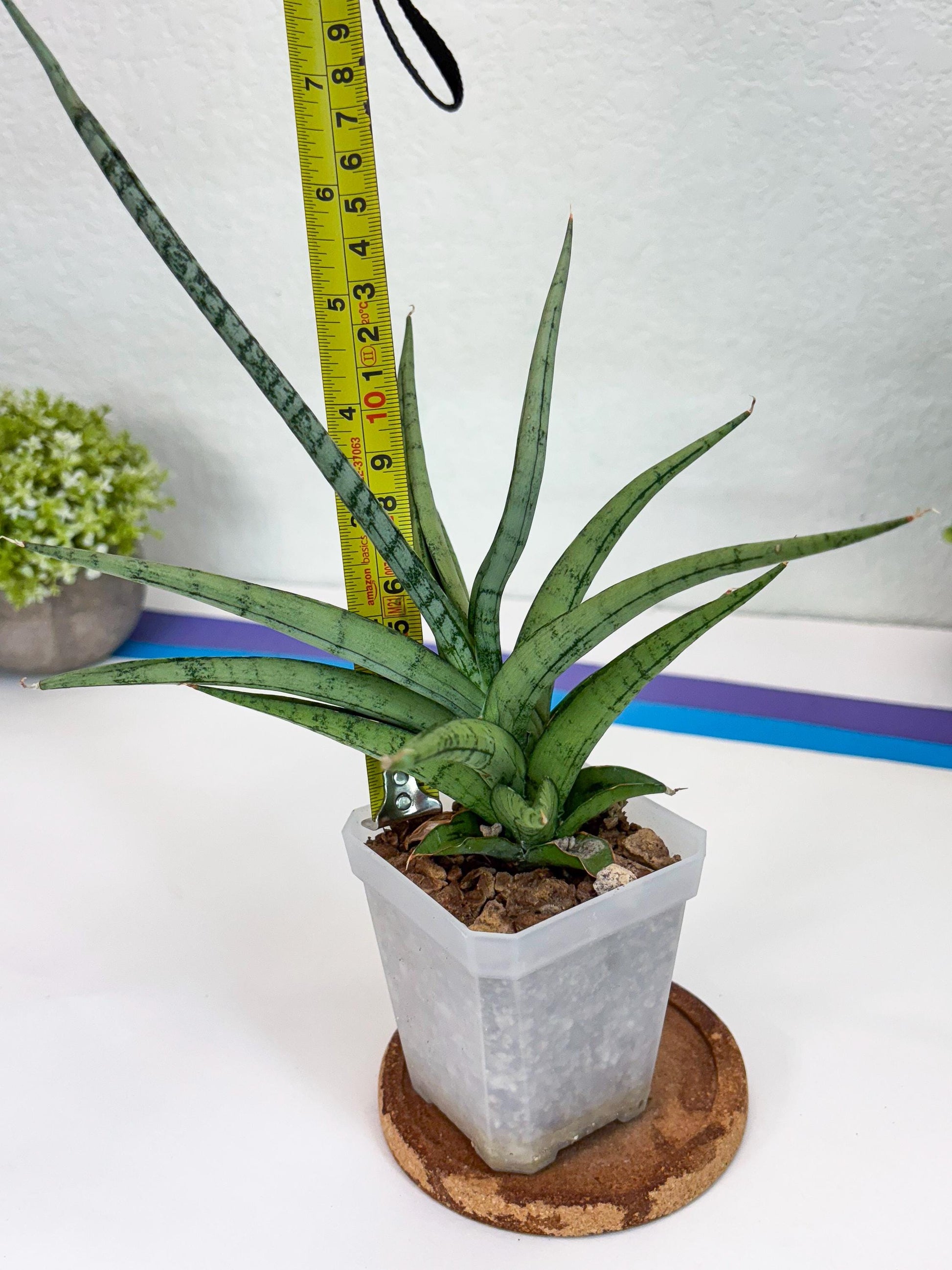 Sansevieria Cinta (#H36) | Imported Hybrids