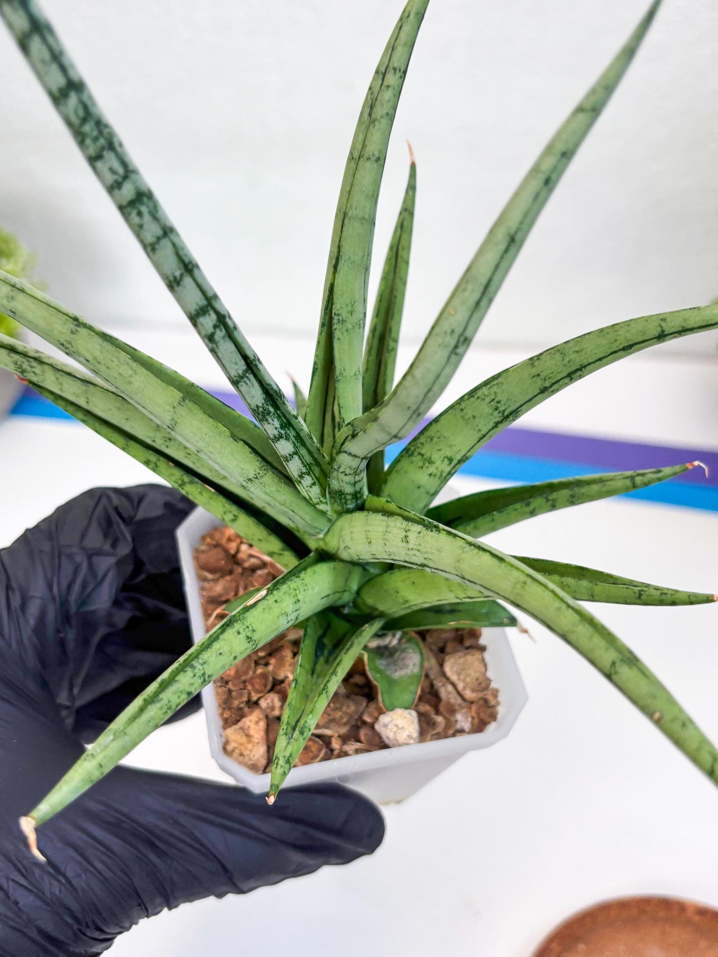 Sansevieria Cinta (#H36) | Imported Hybrids