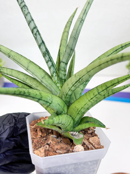 Sansevieria Cinta (#H36) | Imported Hybrids