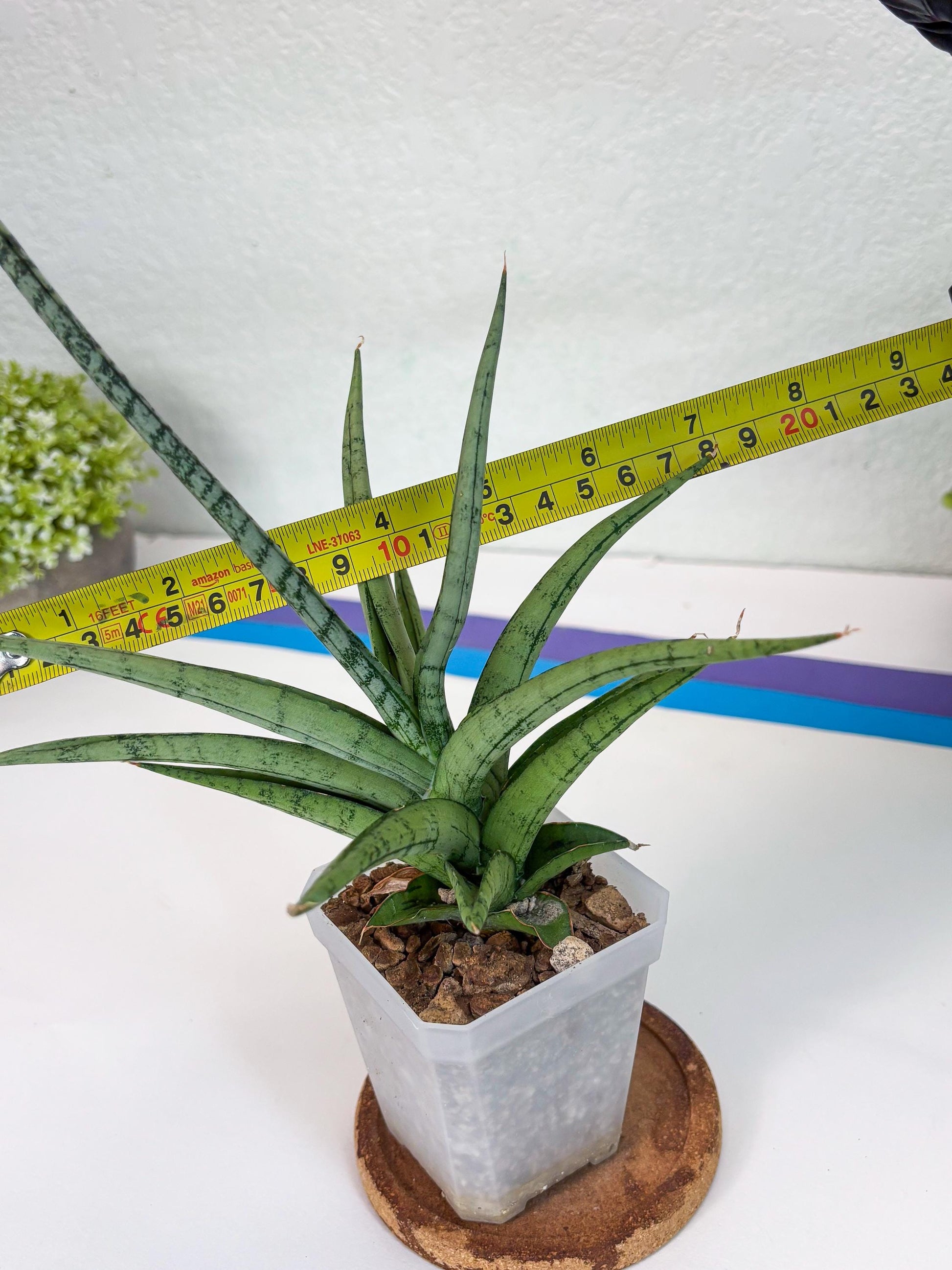 Sansevieria Cinta (#H36) | Imported Hybrids