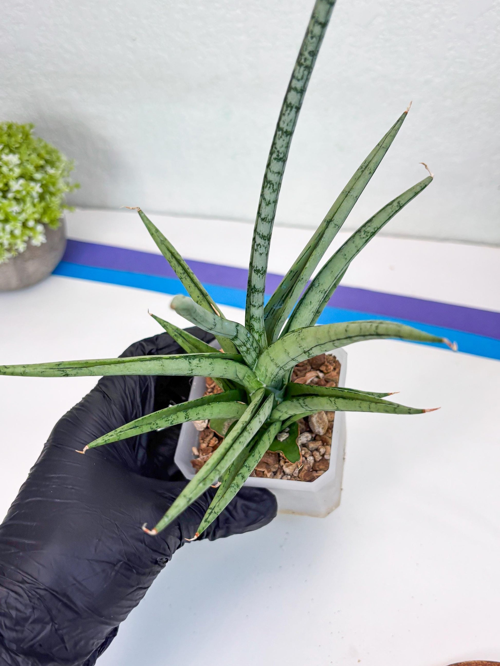 Sansevieria Cinta (#H36) | Imported Hybrids