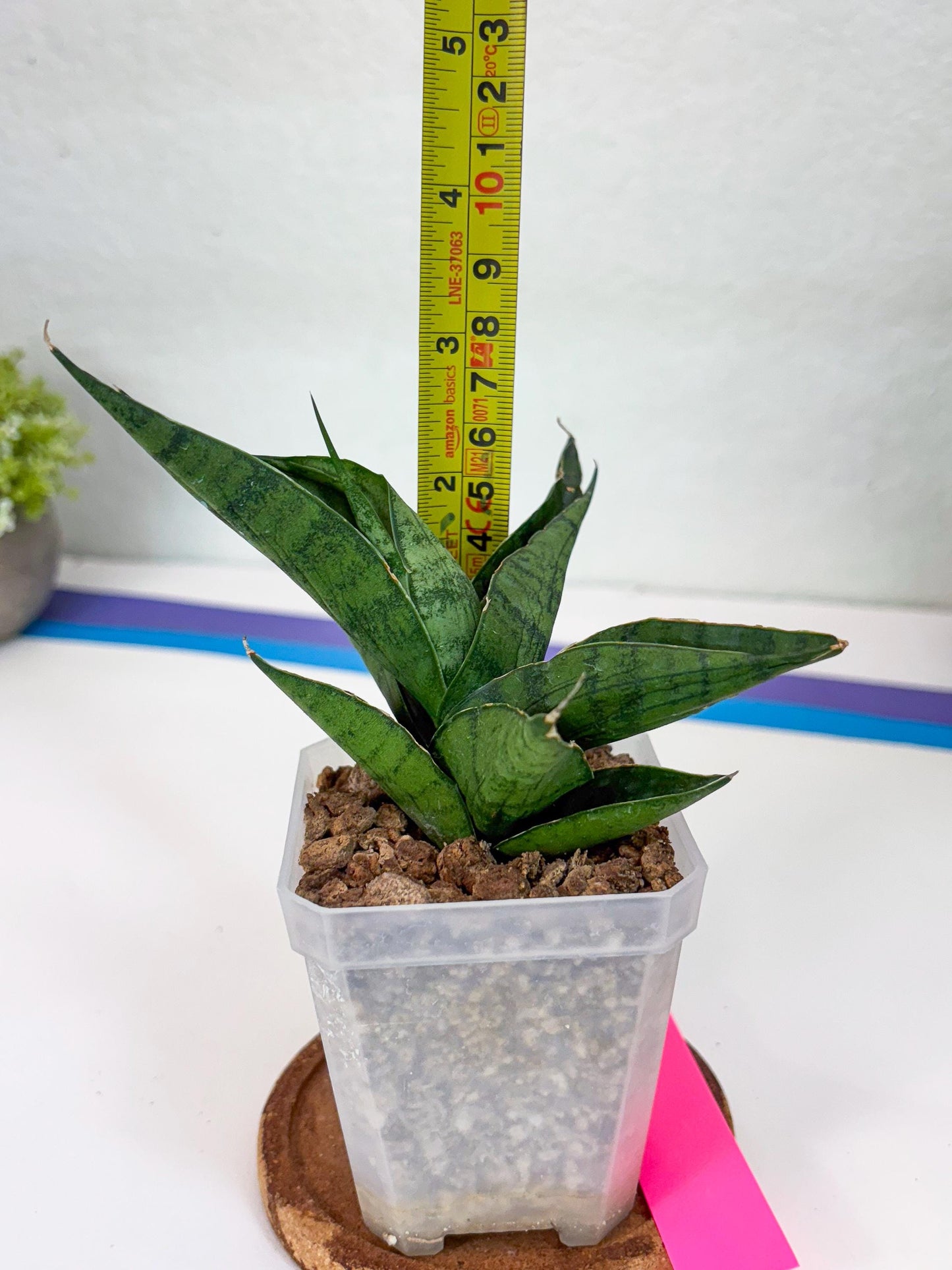 Sansevieria Dampit (#H37) | Imported New Hybrids