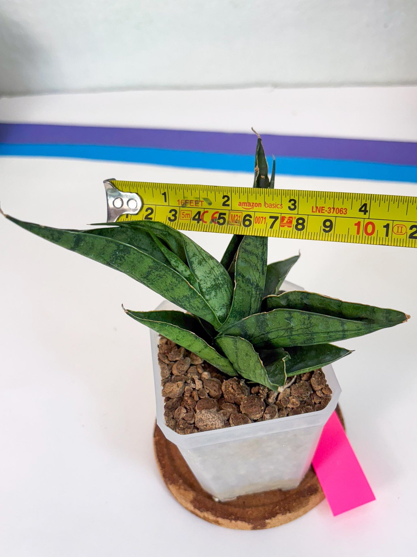 Sansevieria Dampit (#H37) | Imported New Hybrids