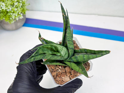 Sansevieria Dampit (#H37) | Imported New Hybrids