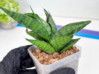 Sansevieria Dampit (#H37) | Imported New Hybrids