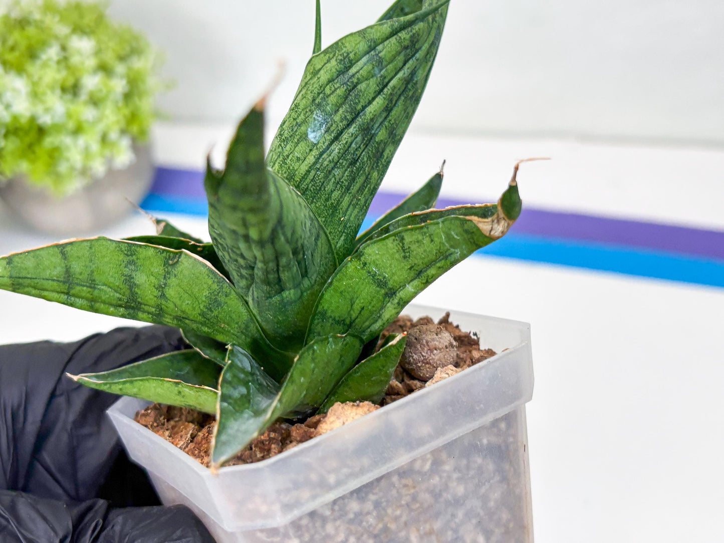 Sansevieria Dampit (#H37) | Imported New Hybrids