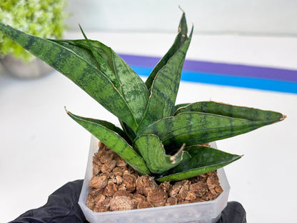 Sansevieria Dampit (#H37) | Imported New Hybrids
