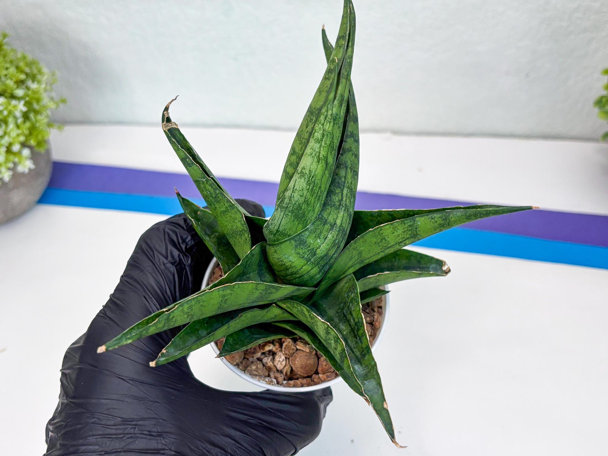 Sansevieria Dampit (Ha37) (y) | Imported New Hybrids