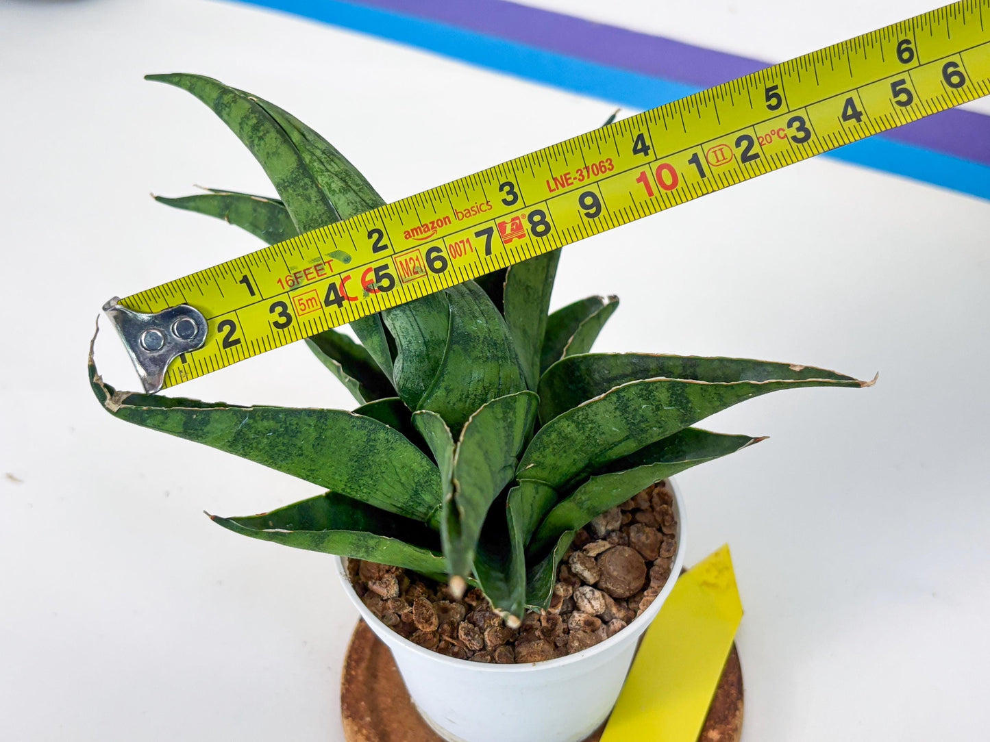 Sansevieria Dampit (Ha37) (y) | Imported New Hybrids