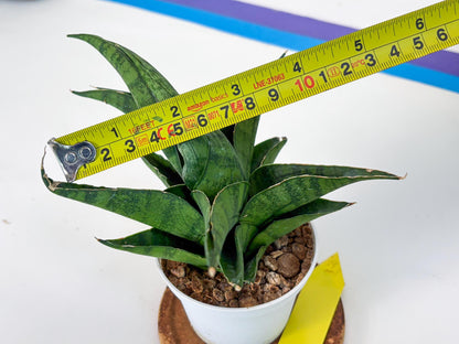 Sansevieria Dampit (Ha37) (y) | Imported New Hybrids