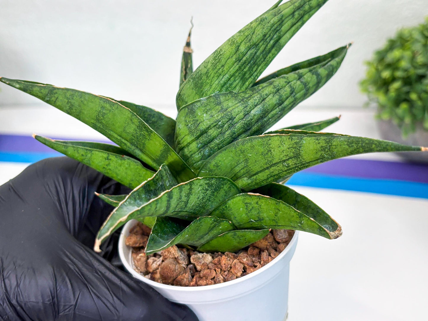 Sansevieria Dampit (Ha37) (y) | Imported New Hybrids