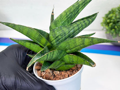 Sansevieria Dampit (Ha37) (y) | Imported New Hybrids