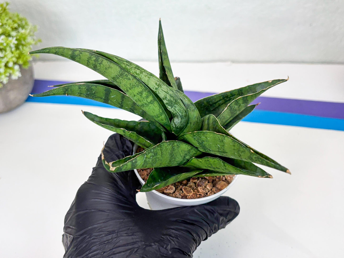 Sansevieria Dampit (Ha37) (y) | Imported New Hybrids