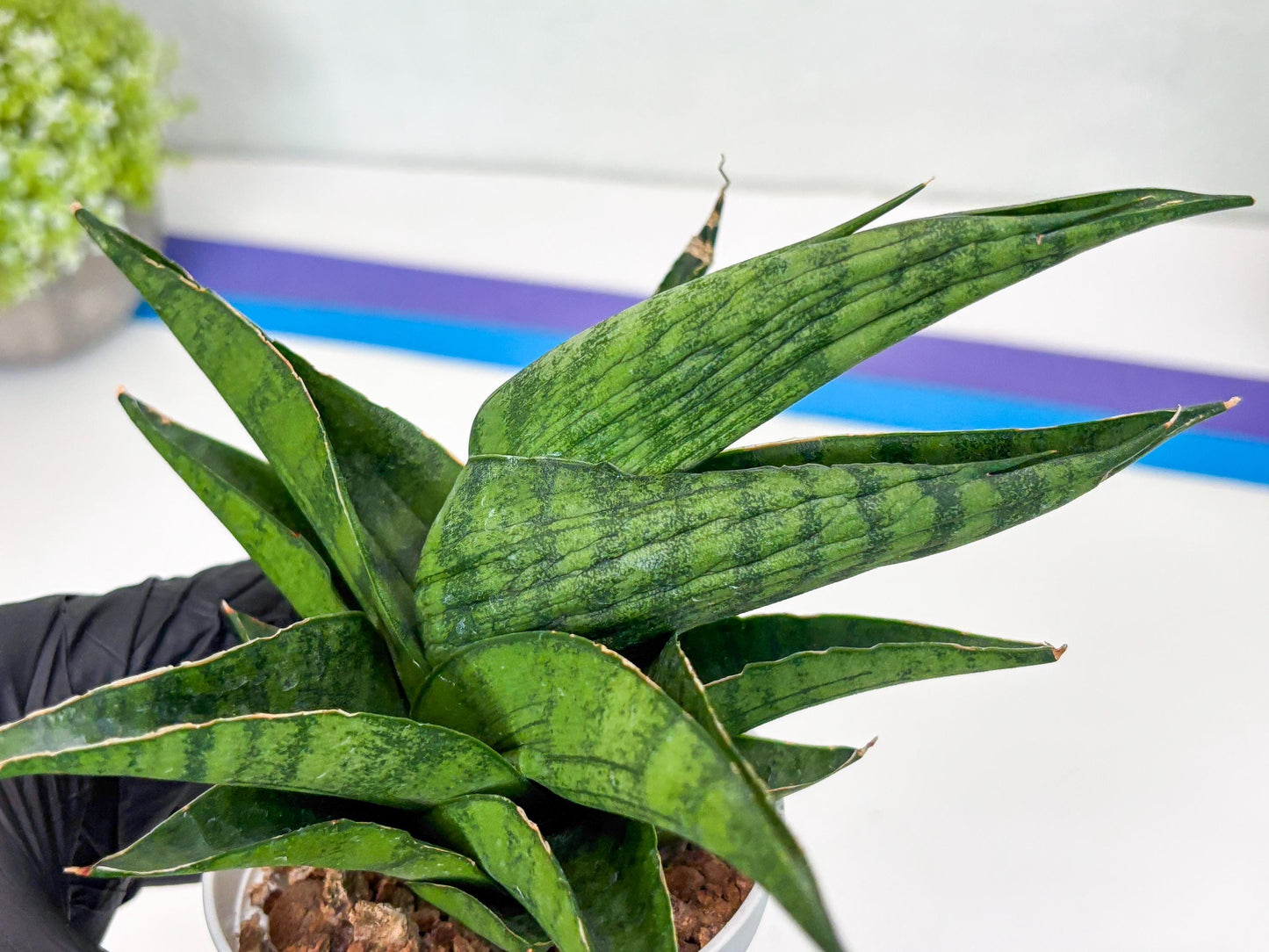 Sansevieria Dampit (Ha37) (y) | Imported New Hybrids
