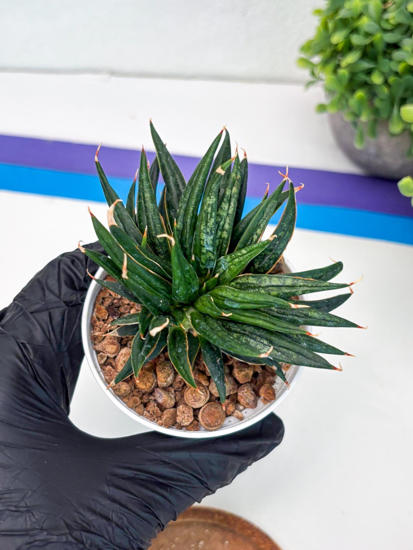 Custom order for Alex