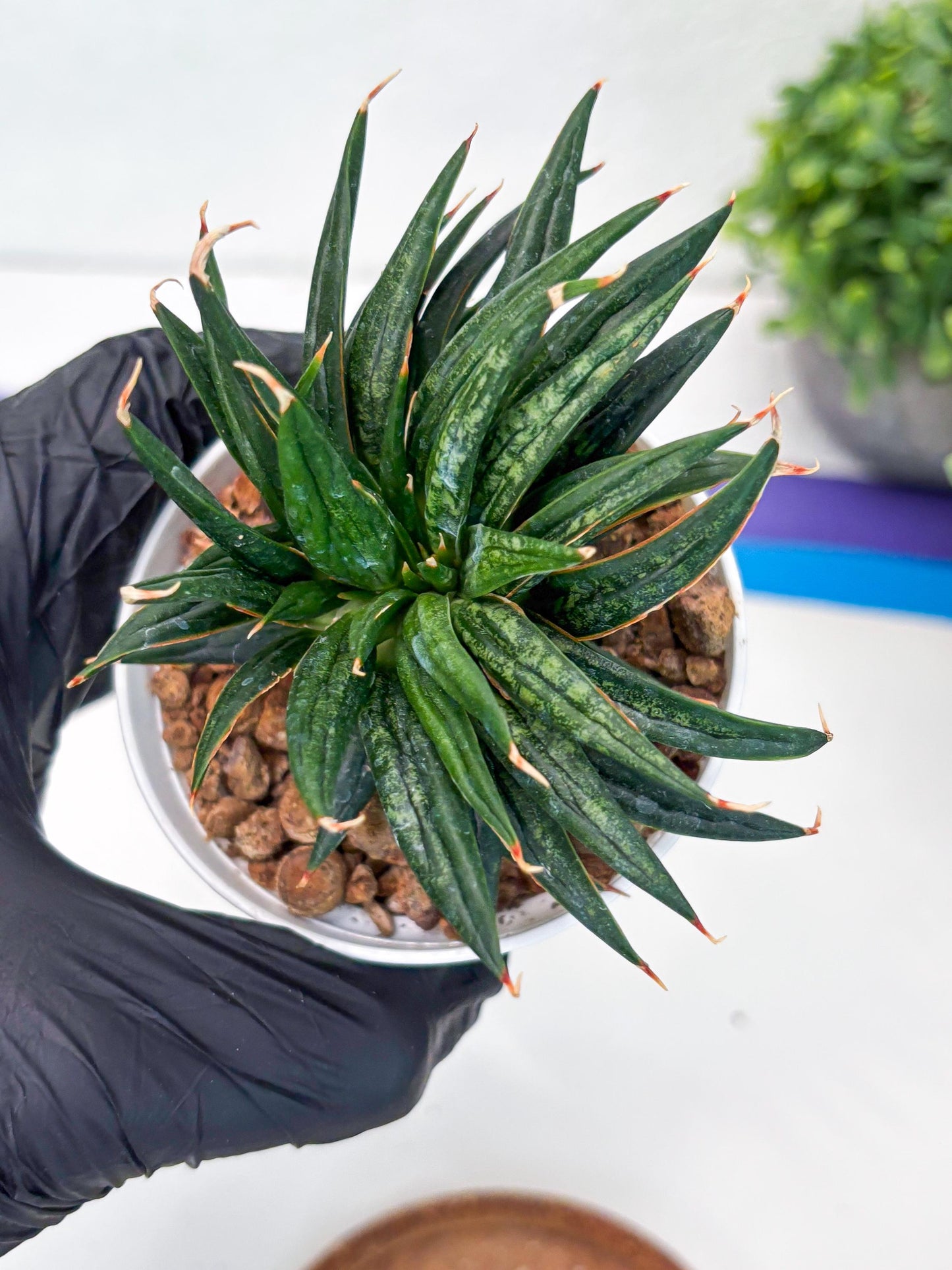 Custom order for Alex