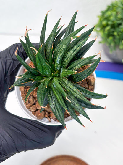 Custom order for Alex