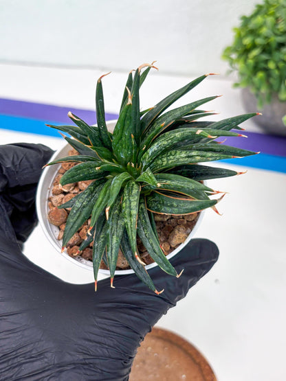 Custom order for Alex