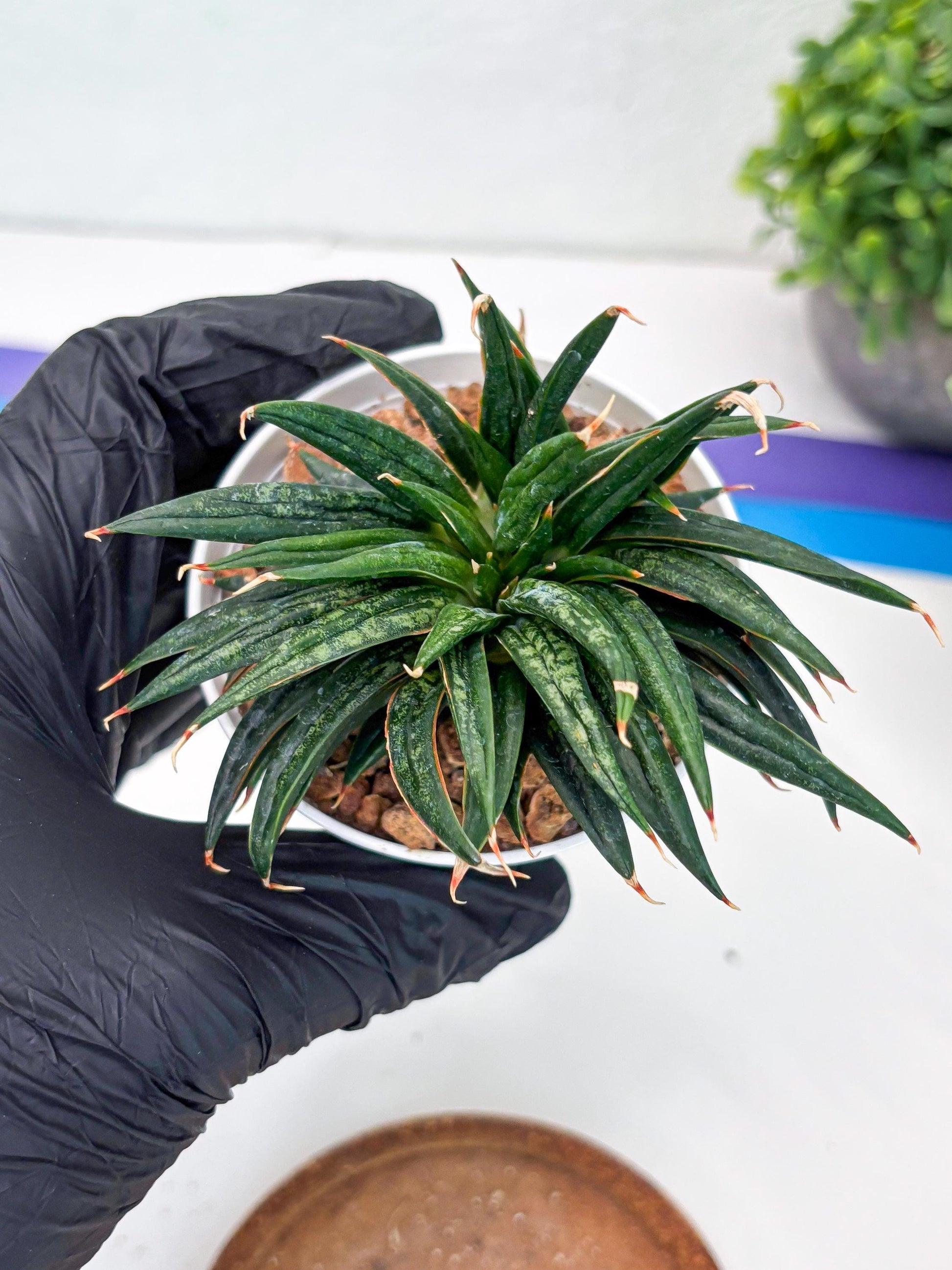 Custom order for Alex