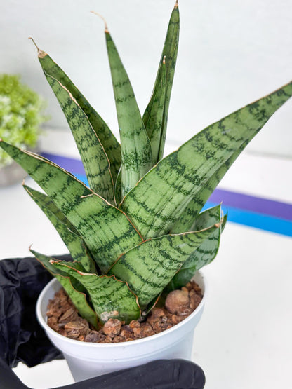 Sansevieria Galaxy (#H39) | Imported Hybrids