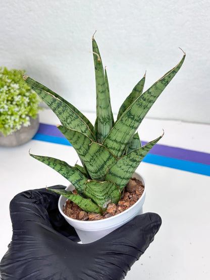 Sansevieria Galaxy (#H39) | Imported Hybrids