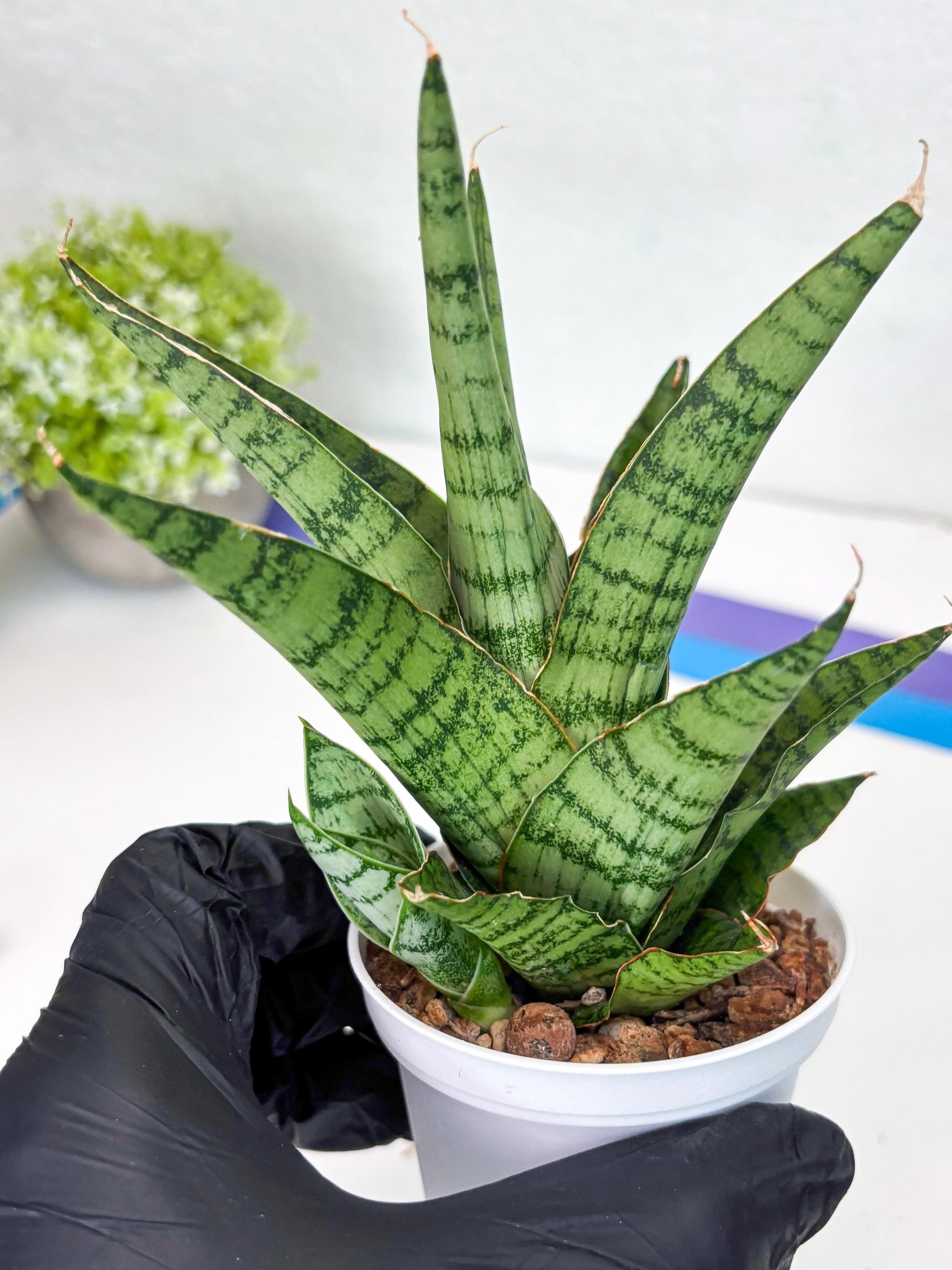 Sansevieria Galaxy (#H39) | Imported Hybrids