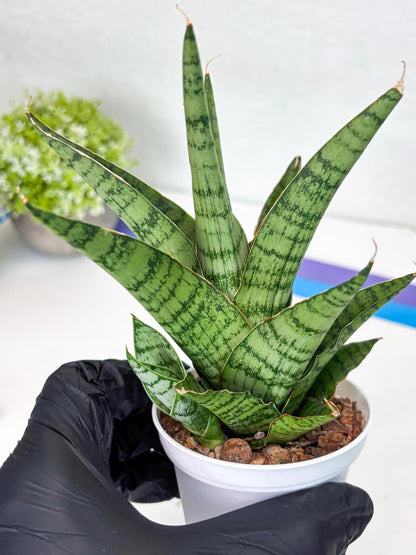 Sansevieria Galaxy (#H39) | Imported Hybrids