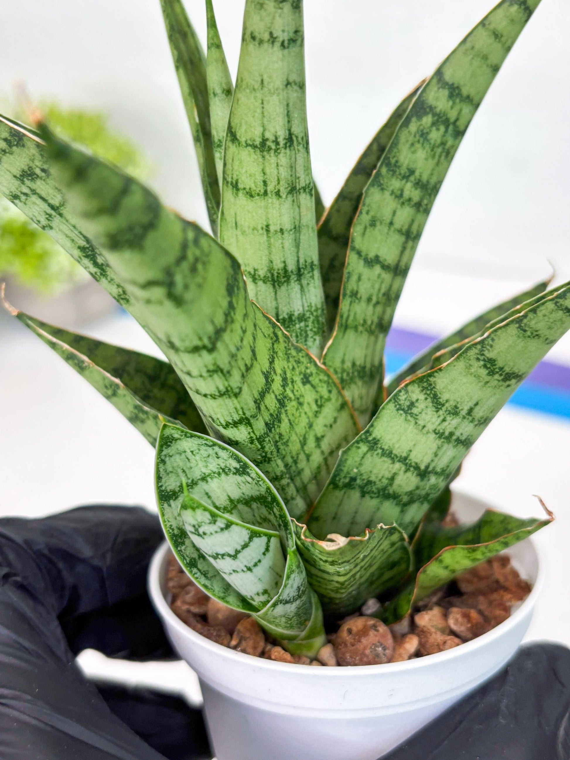 Sansevieria Galaxy (#H39) | Imported Hybrids