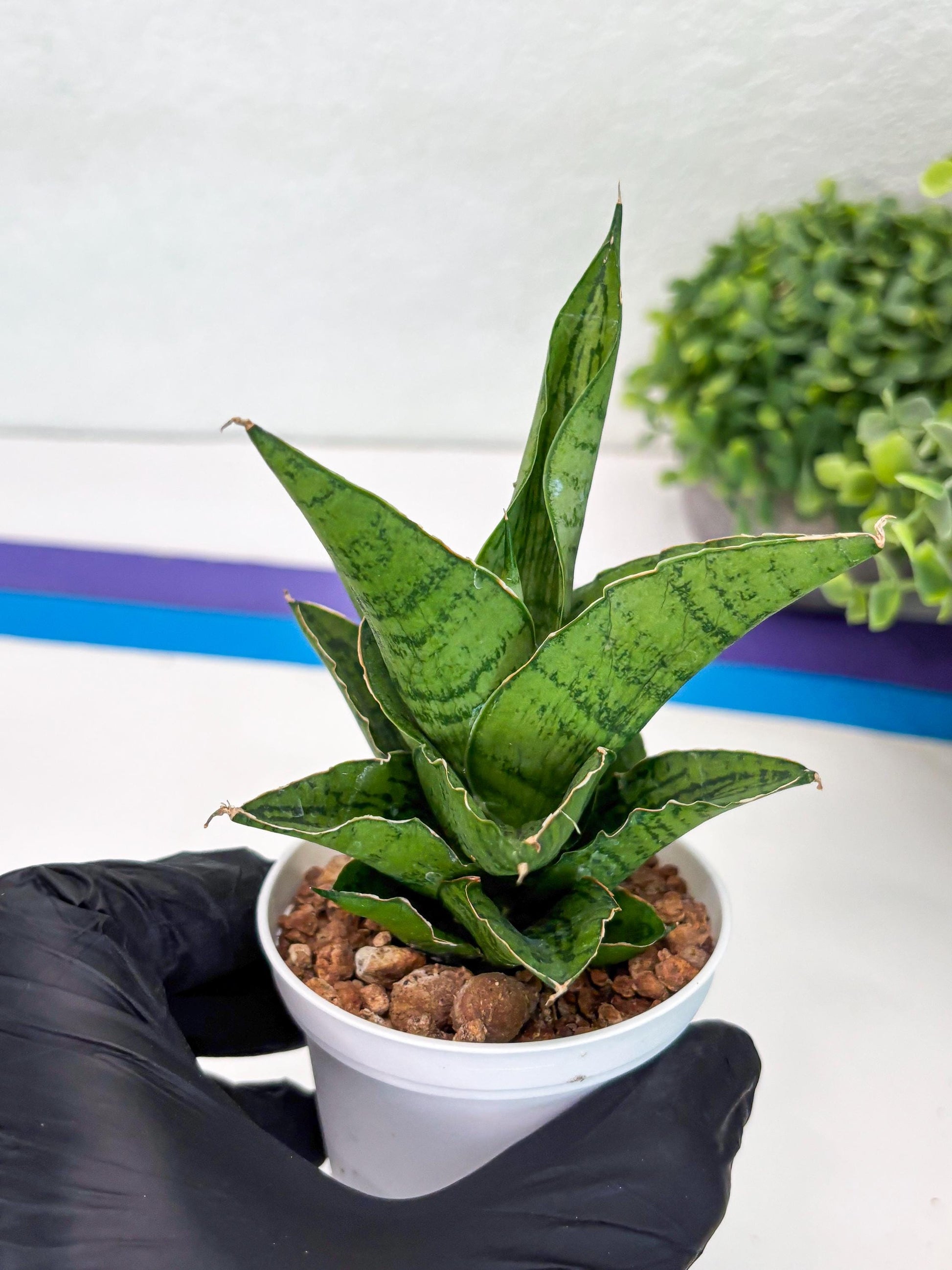Sansevieria Kahyangan (#H40) | Imported Hybrids