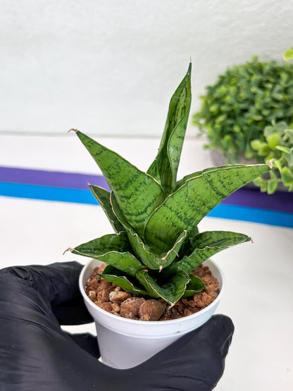 Sansevieria Kahyangan (#H40) | Imported Hybrids