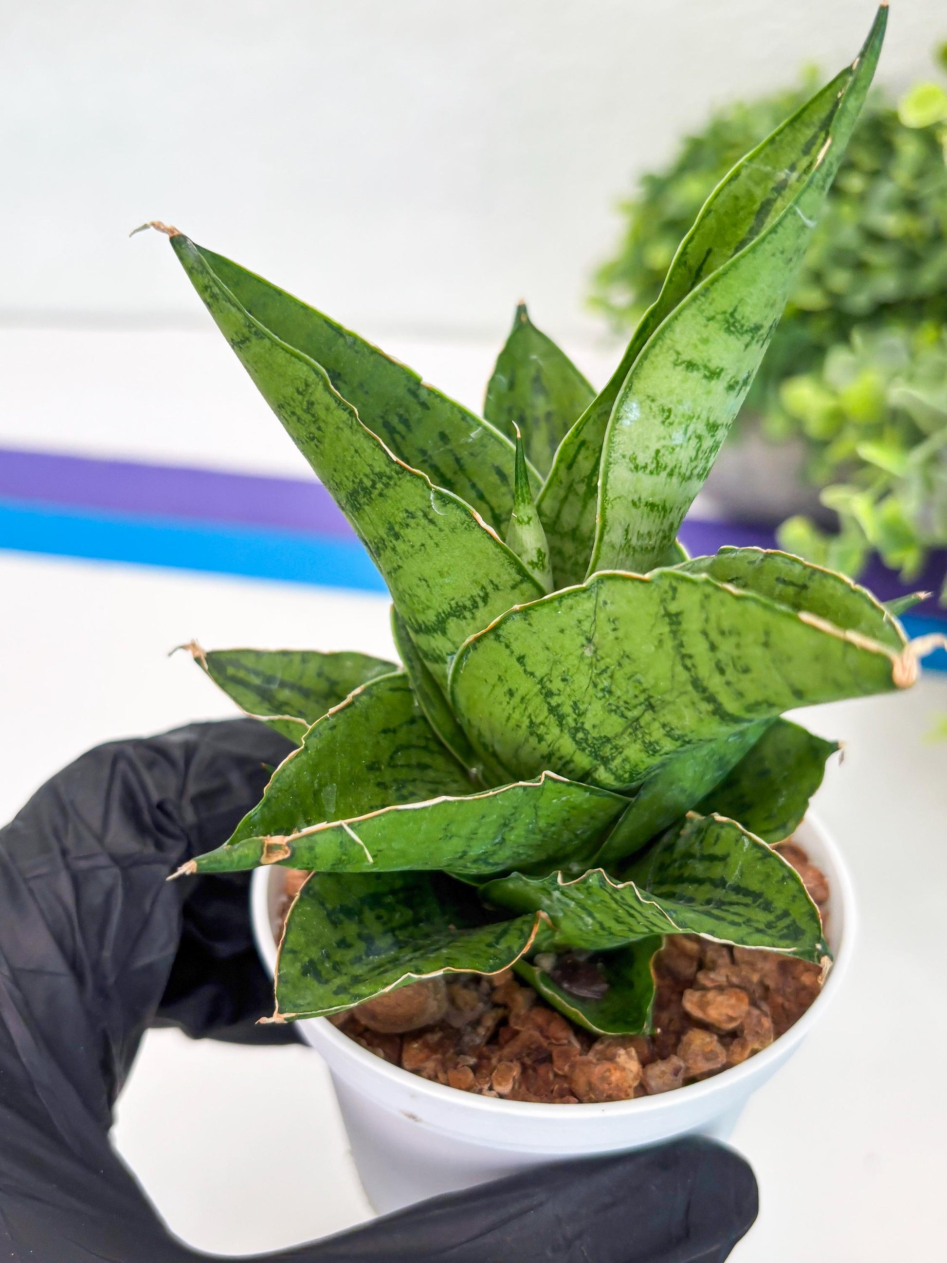 Sansevieria Kahyangan (#H40) | Imported Hybrids