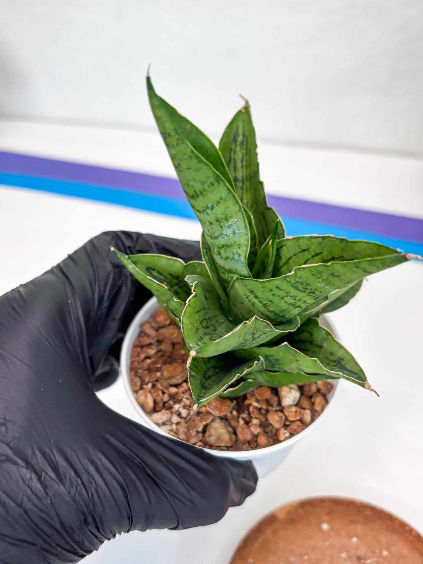 Sansevieria Kahyangan (#H40) | Imported Hybrids