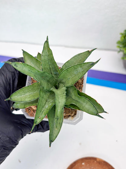 Sansevieria Kumara (#H41) | Imported Hybrids